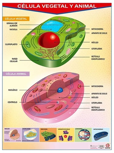[B-0126-I] POSTER CELULA VEGETAL Y ANIMAL
