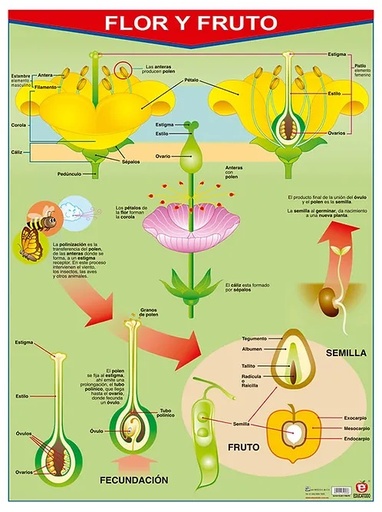 [B-0131-I] POSTER FLOR Y FRUTO