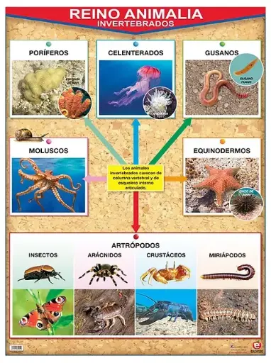 [B-138] POSTER REINO ANIMALIA VERTEBRADOS /  INVERTEBRADOS