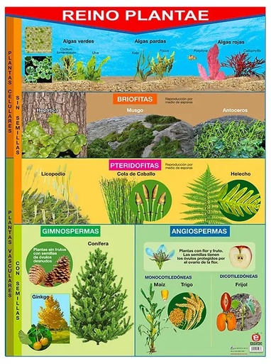 [B-0154-I] POSTER REINO PLANTAE