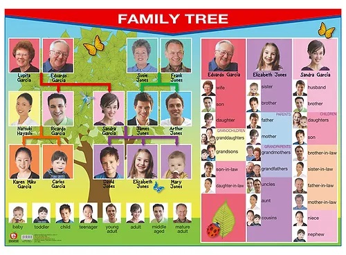 [B-0804-I] POSTER CLOTHES / FAMILY TREE