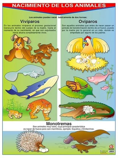 [B-0856-I] POSTER NACIMIENTO DE LOS ANIMALES