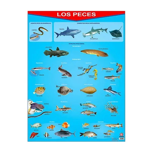 [B-0881-I] POSTER LOS PECES