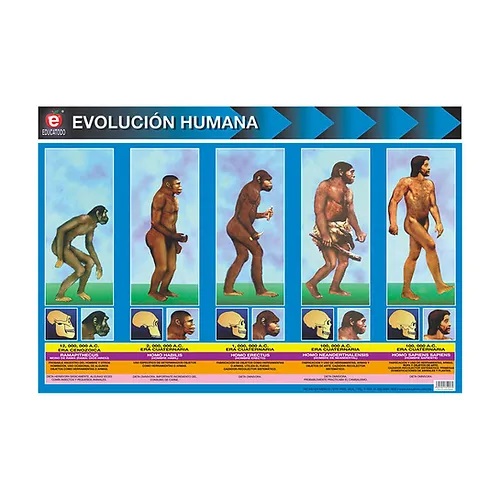 [B-2004-I] MINIPOSTER EVOLUCION HUMANA