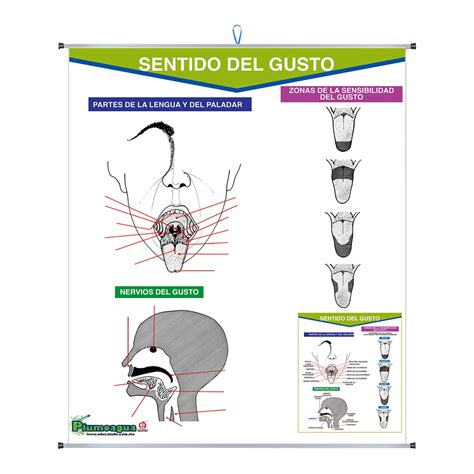 [P-0210] PLUMOAGUA SENTIDO DEL GUSTO