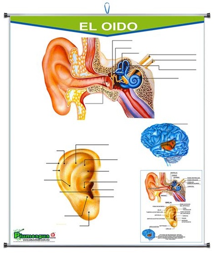 [P-0211] PLUMOAGUA SENTIDO DEL OIDO