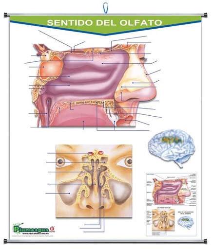 [P-0212] PLUMOAGUA SENTIDO DEL OLFATO