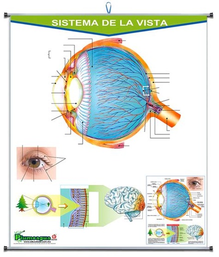 [P-0214] PLUMOAGUA SENTIDO DE LA VISTA