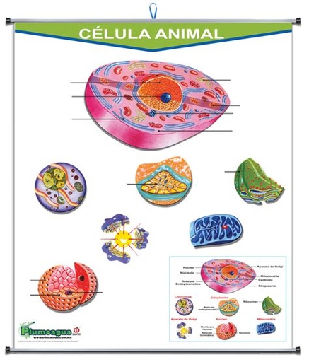 [P-0300] PLUMOAGUA CELULA ANIMAL