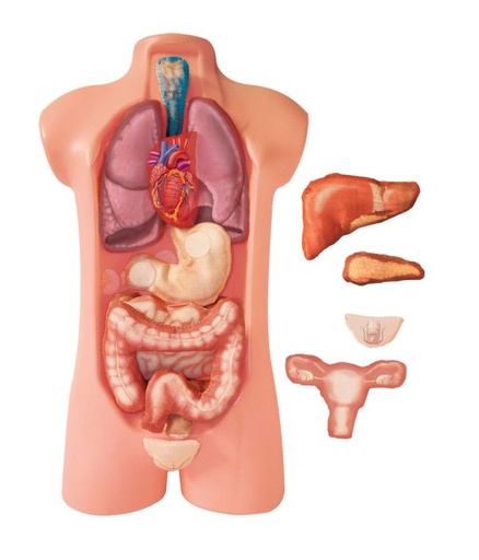 [2146] JUEGO DE TORSO 