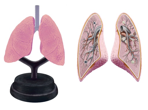 [3154] SISTEMA RESPIRATORIO 