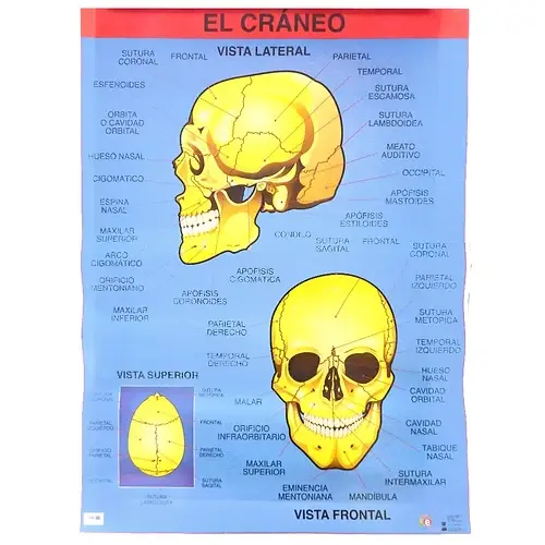 [B-O82] POSTER EL CRANEO