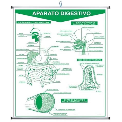 [P-0201] PLUMOAGUA APARATO DIGESTIVO