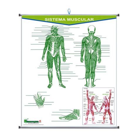 [P-0203] PLUMOAGUA SISTEMA MUSCULAR