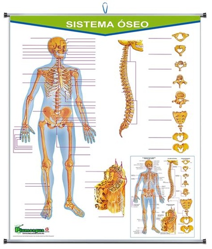 [P-0205] PLUMOAGUA SISTEMA OSEO