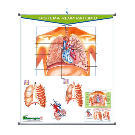 [P-0208] PLUMOAGUA SISTEMA RESPIRATORIO