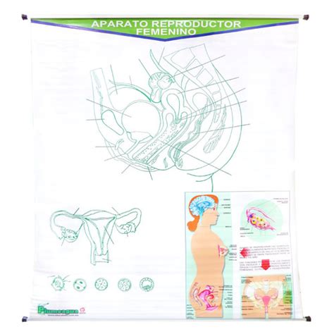 [P-0935] PLUMOAGUA APARATO REPRODUCTOR FEMENINO