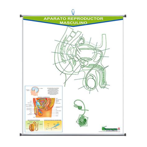 [P-0207] PLUMOAGUA APARATO REPRODUCTOR MASCULINO